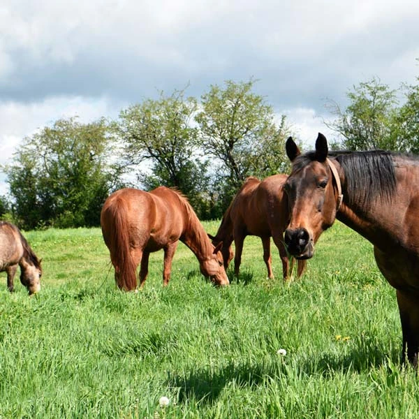 Pension pour chevaux à Bromont-Lamothe, Puy-de-Dôme